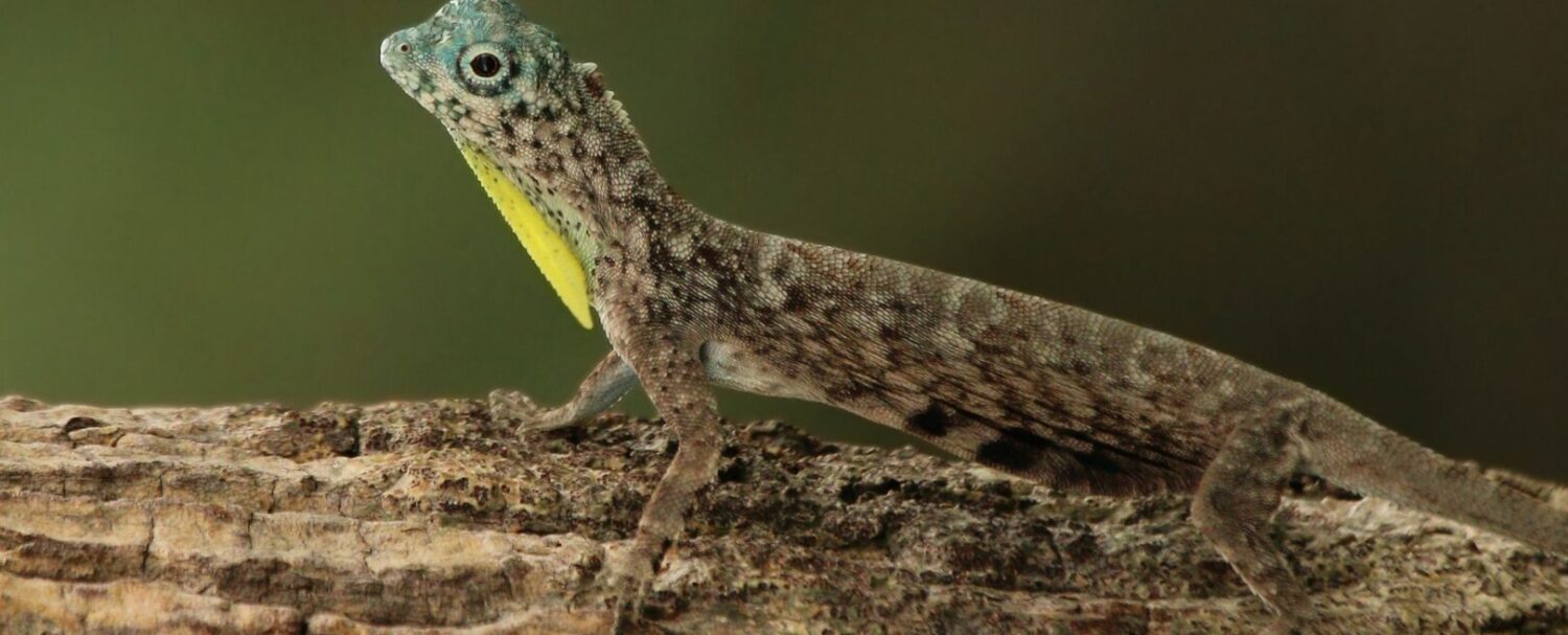Draco volans, la creatura delle foreste tropicali