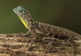 Draco volans, la creatura delle foreste tropicali