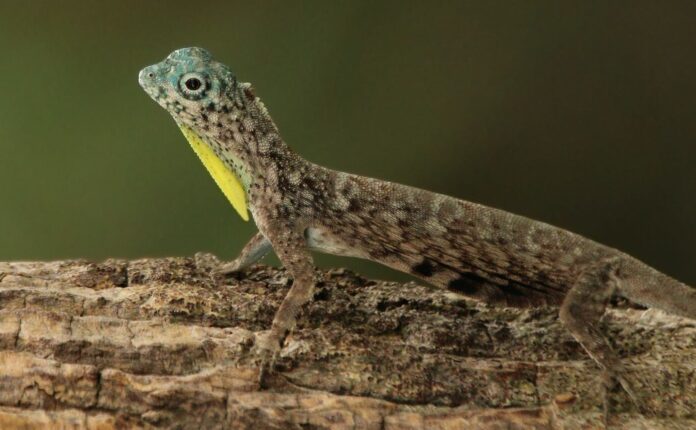 Draco volans, la creatura delle foreste tropicali
