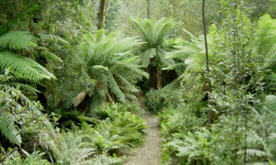 Foresta tropicale habitat del Draco volans