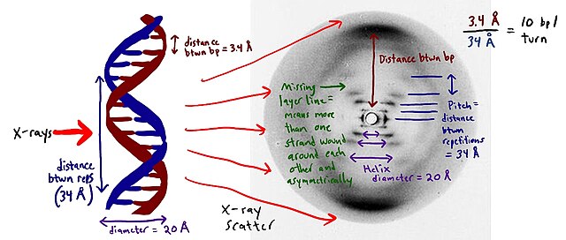 Struttura a doppia elica del DNA dalla Fotografia 51