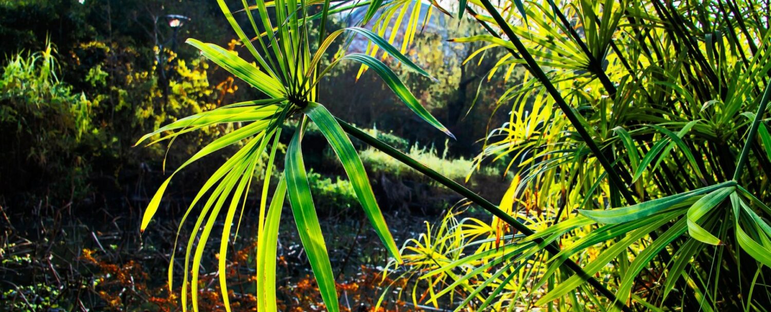 Il 2 febbraio è la Giornata Mondiale delle Zone Umide