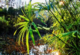 Il 2 febbraio è la Giornata Mondiale delle Zone Umide