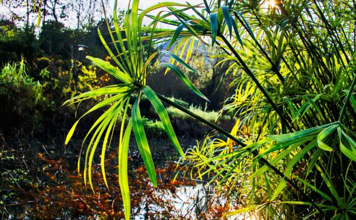 Il 2 febbraio è la Giornata Mondiale delle Zone Umide