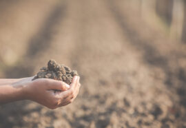 land grabbing: cos'è e quali rischi comporta