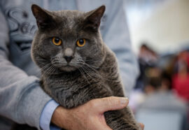 Roma diventa il paradiso dei pet: arriva Quattrozampeinfiera il 14 e 15 marzo