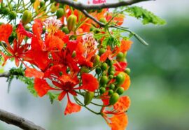 Le piante ornamentali più amate per balconi e giardini