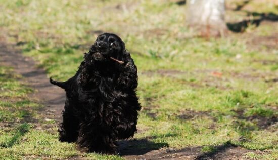 Cocker Spaniel paraorecchie