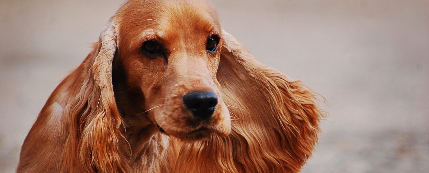 Cocker Spaniel Inglese