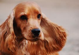 Cocker Spaniel Inglese: 5 cose da sapere