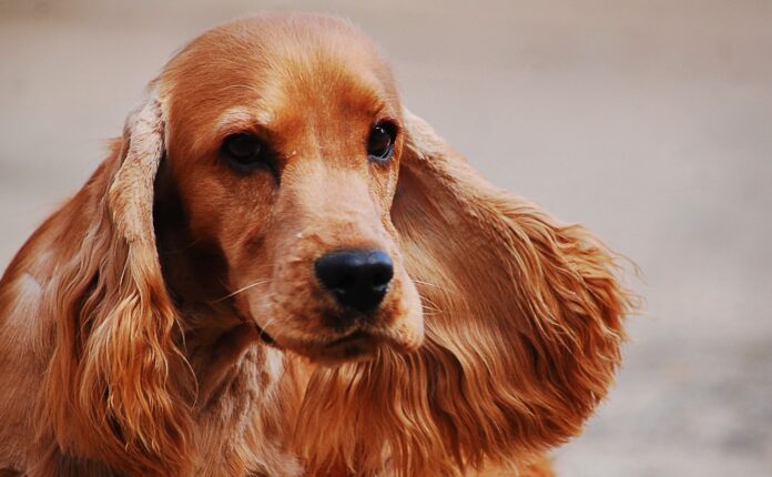 Cocker Spaniel Inglese