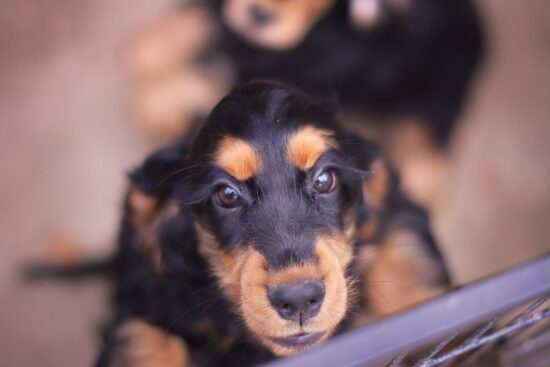 Cucciolo di Cocker Spaniel Inglese