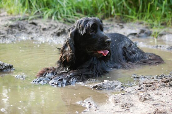 Cocker Spaniel Inglese adulto