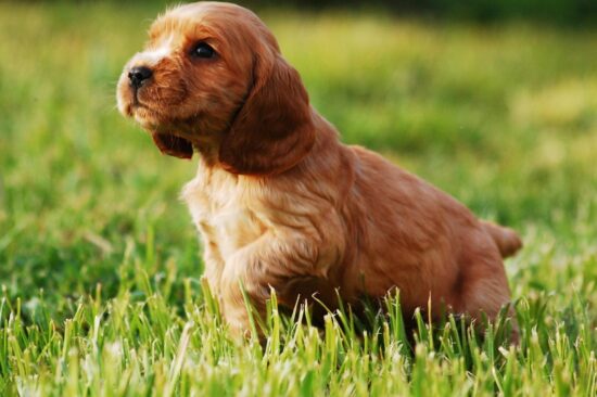 Cocker Spaniel cucciolo prato