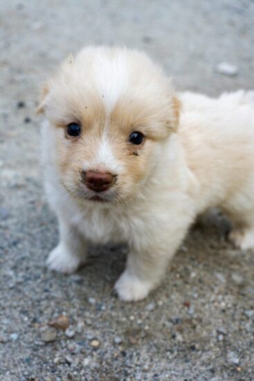 Cucciolo di cane in attesa di un nome