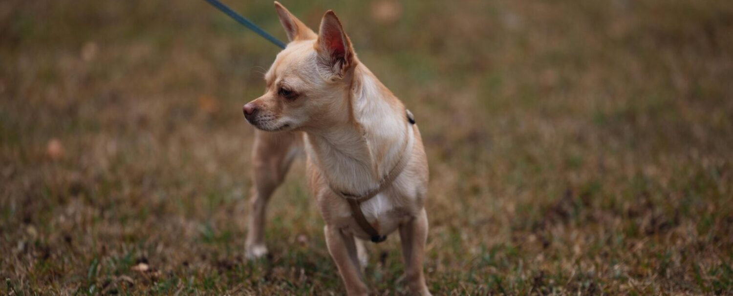 Nomi per animali, come sceglierlo?