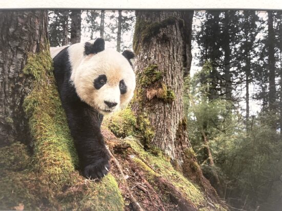 Panda gigante nella foresta, fotografia esposta alla World Press Photo Exhibition 2026 al Palazzo delle Esposizioni di Roma.